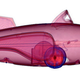 Illustration for article titled Scans Pierce To The Heart Of A Rocket Ship In Flight